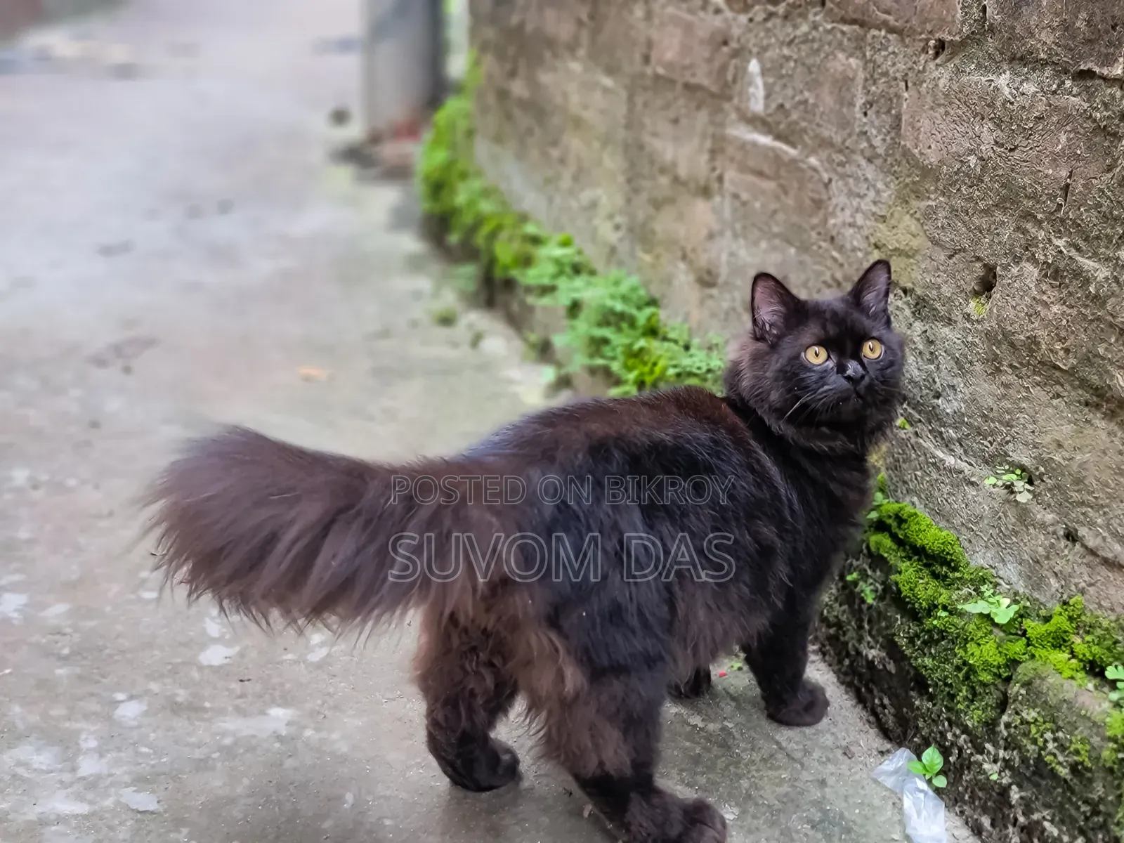১-৩ মাস বয়সী পুরুষ মিক্সড ব্রিড পার্সিয়ান