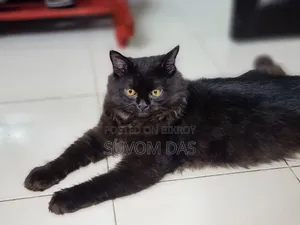 ১-৩ মাস বয়সী পুরুষ মিক্সড ব্রিড পার্সিয়ান