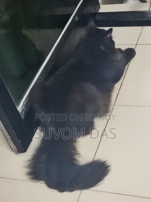 ১-৩ মাস বয়সী পুরুষ মিক্সড ব্রিড পার্সিয়ান