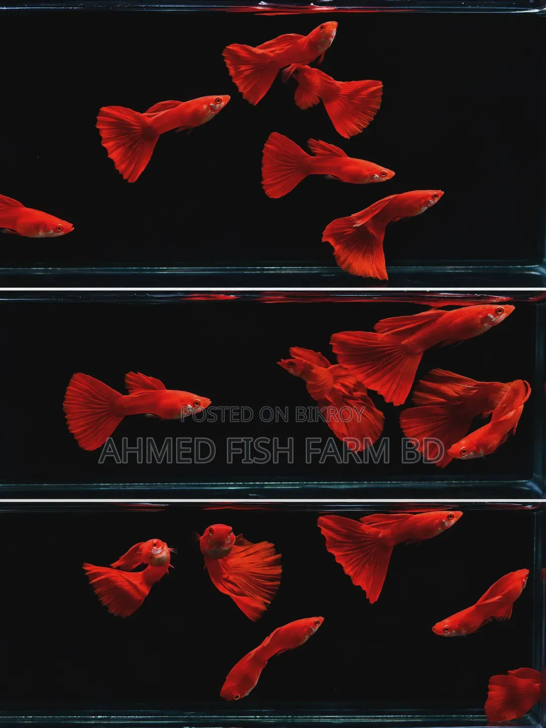 High Quality Fancy Guppy Fish for Sale | Premium Grade