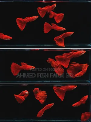 High Quality Fancy Guppy Fish for Sale | Premium Grade