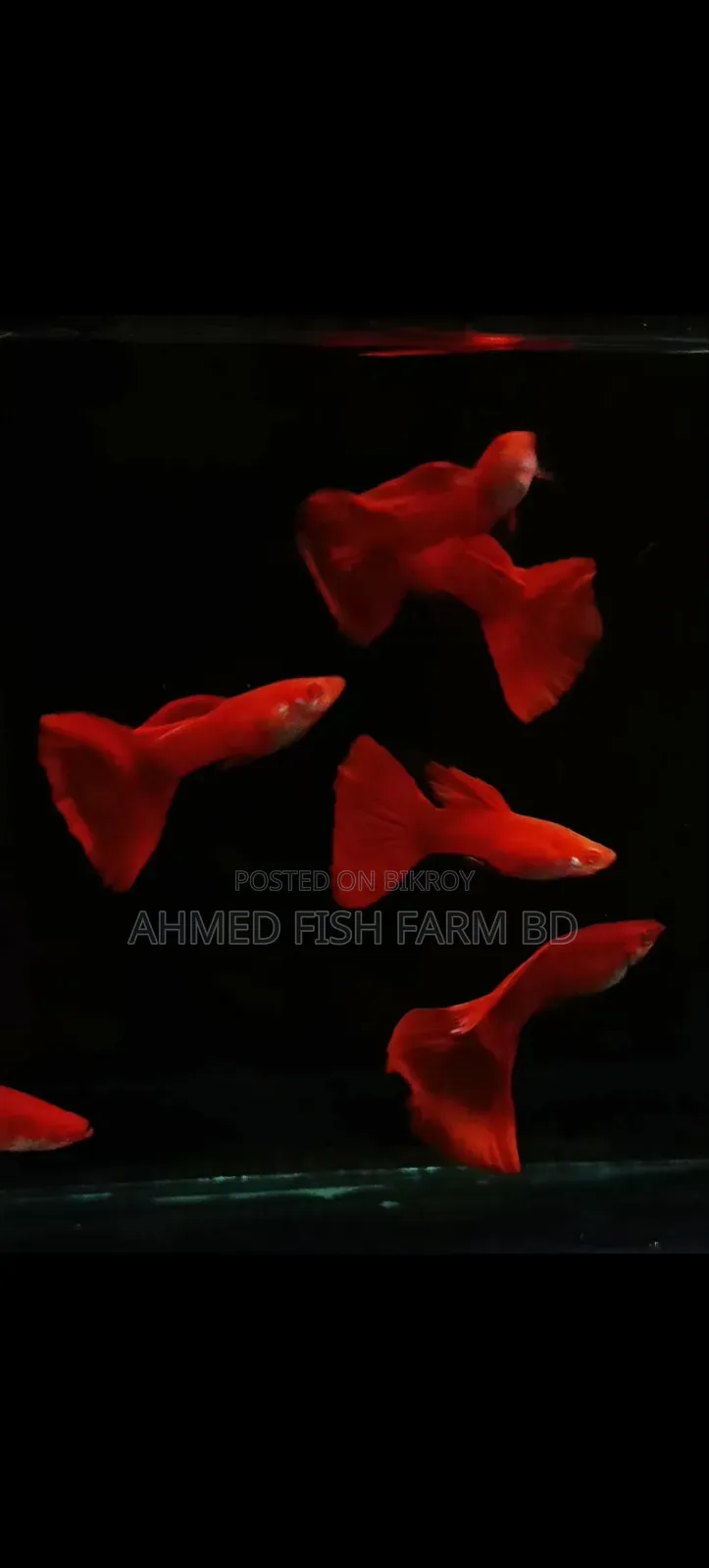 High Quality Fancy Guppy Fish for Sale | Premium Grade