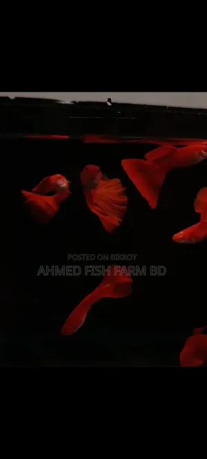 High Quality Fancy Guppy Fish for Sale | Premium Grade