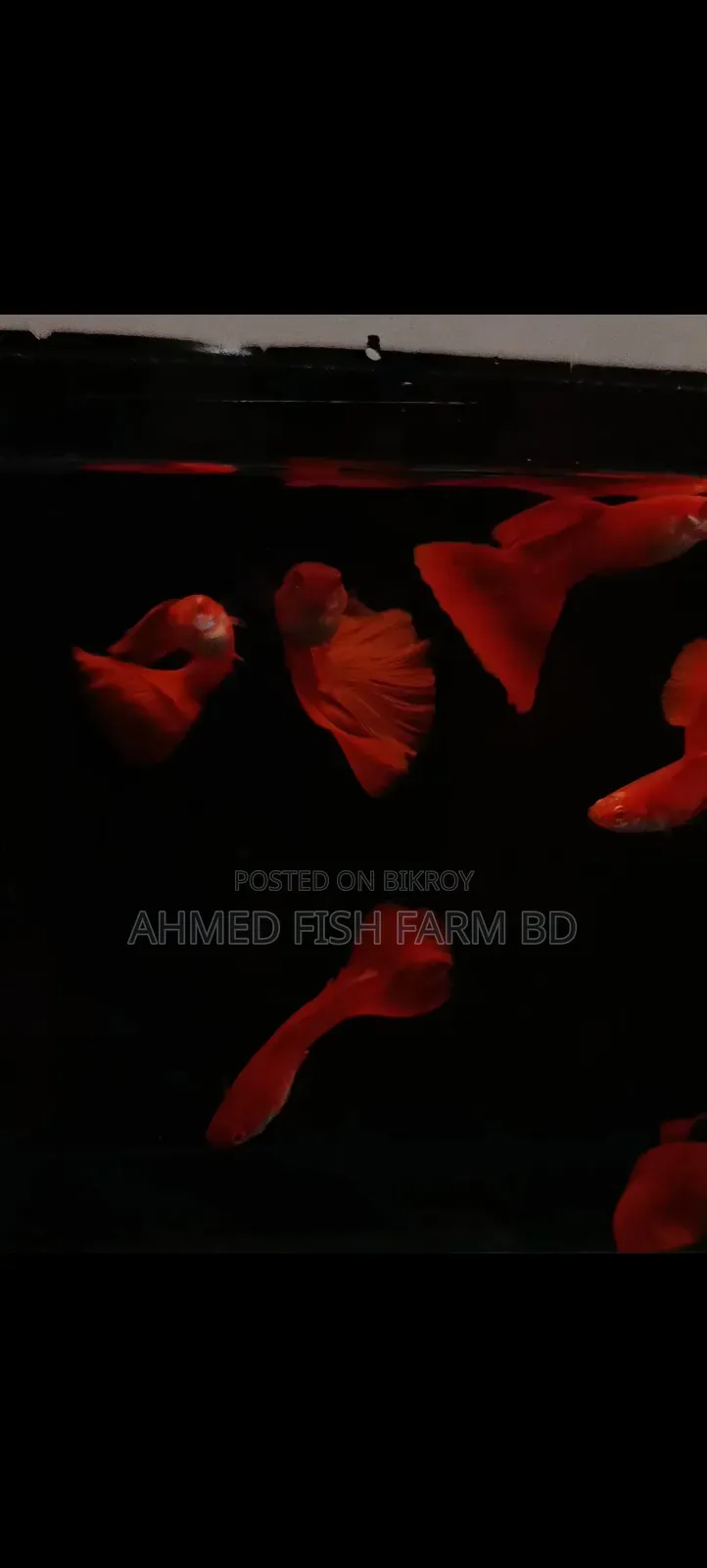 High Quality Fancy Guppy Fish for Sale | Premium Grade