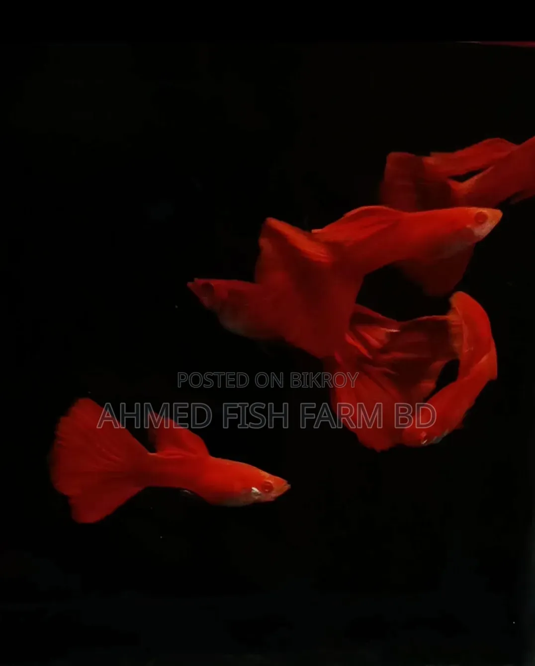 High Quality Fancy Guppy Fish for Sale | Premium Grade