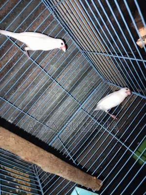 পোষা পাখি সখের