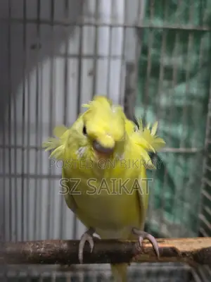 JP Brajurika (জেপি বাজুরিকা) DF