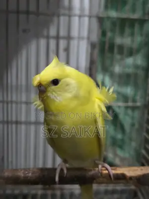 JP Brajurika (জেপি বাজুরিকা) DF