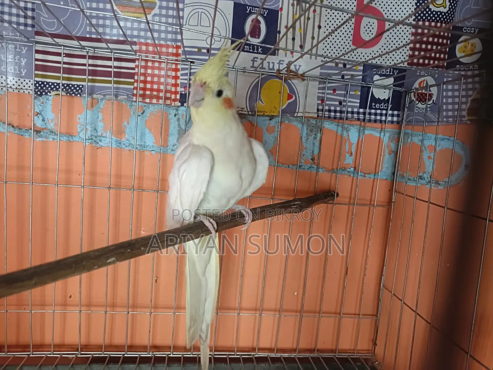 Lutino Fully Adult Female, কেউ দামাদামি করবেন না