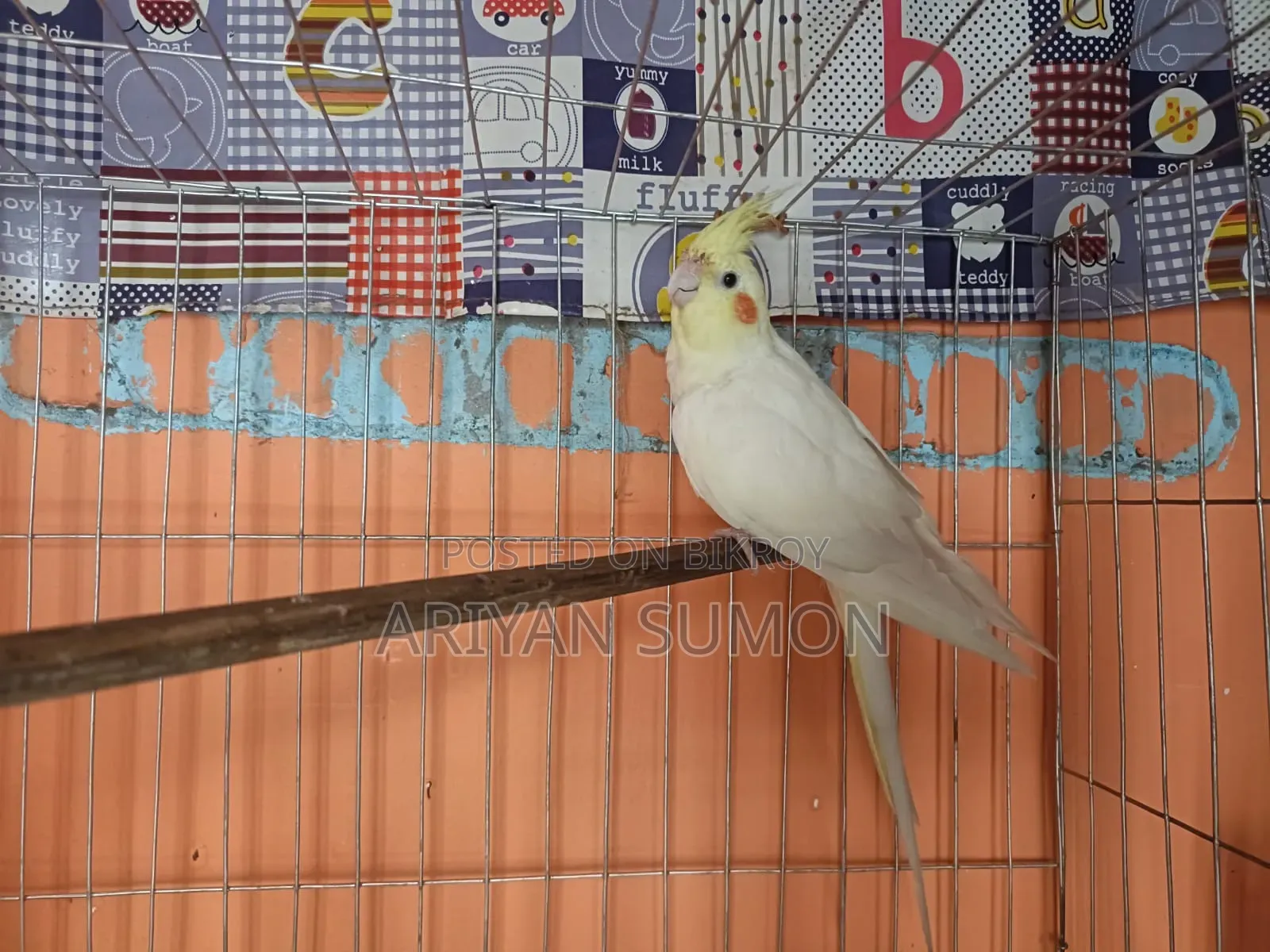 Lutino Fully Adult Female, কেউ দামাদামি করবেন না
