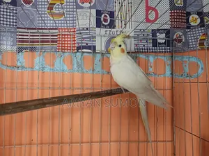 Lutino Fully Adult Female, কেউ দামাদামি করবেন না