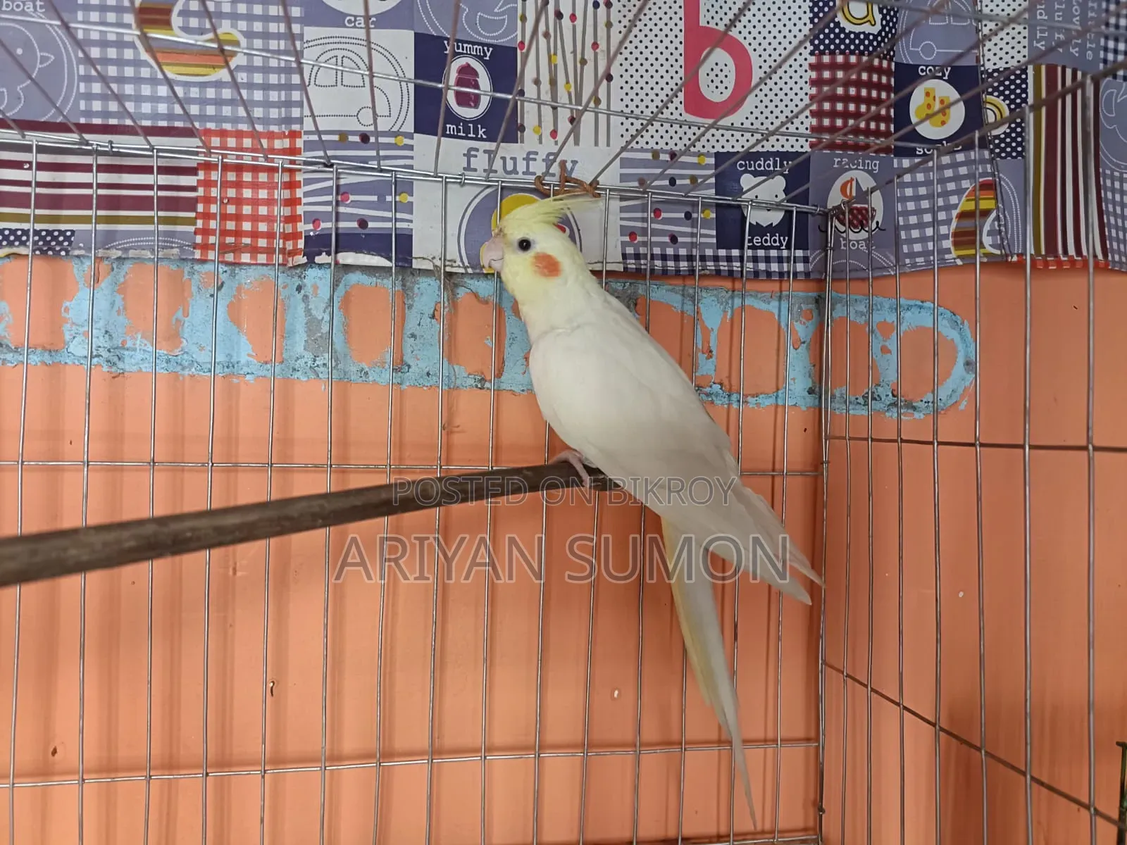 Lutino Fully Adult Female, কেউ দামাদামি করবেন না