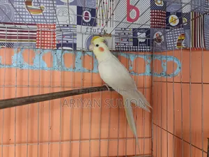 Lutino Fully Adult Female, কেউ দামাদামি করবেন না