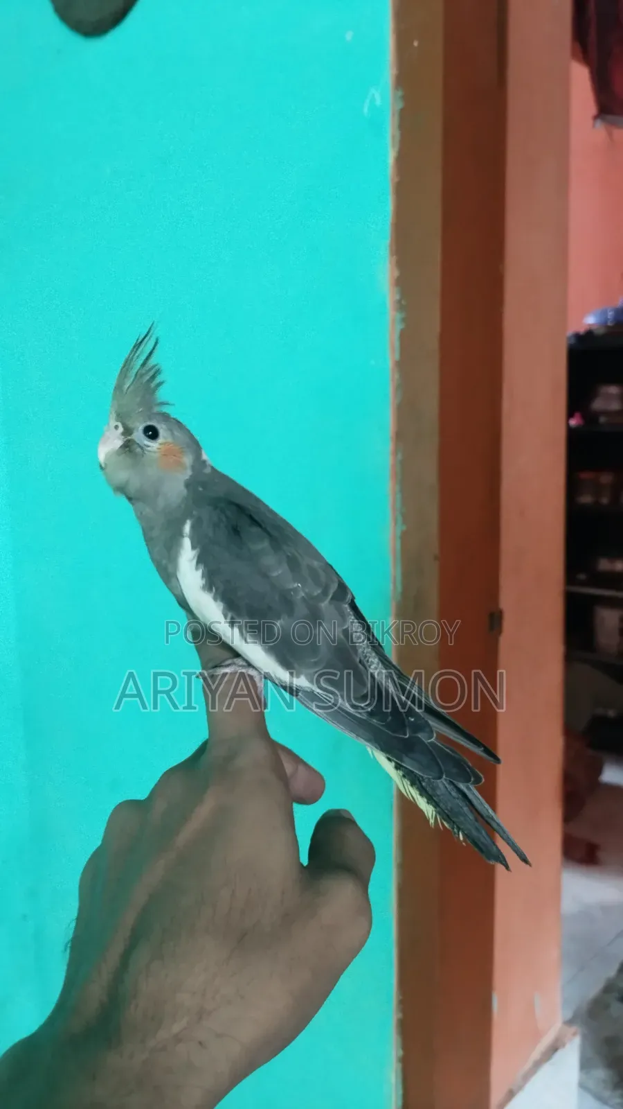 Lutino Fully Adult Female, কেউ দামাদামি করবেন না