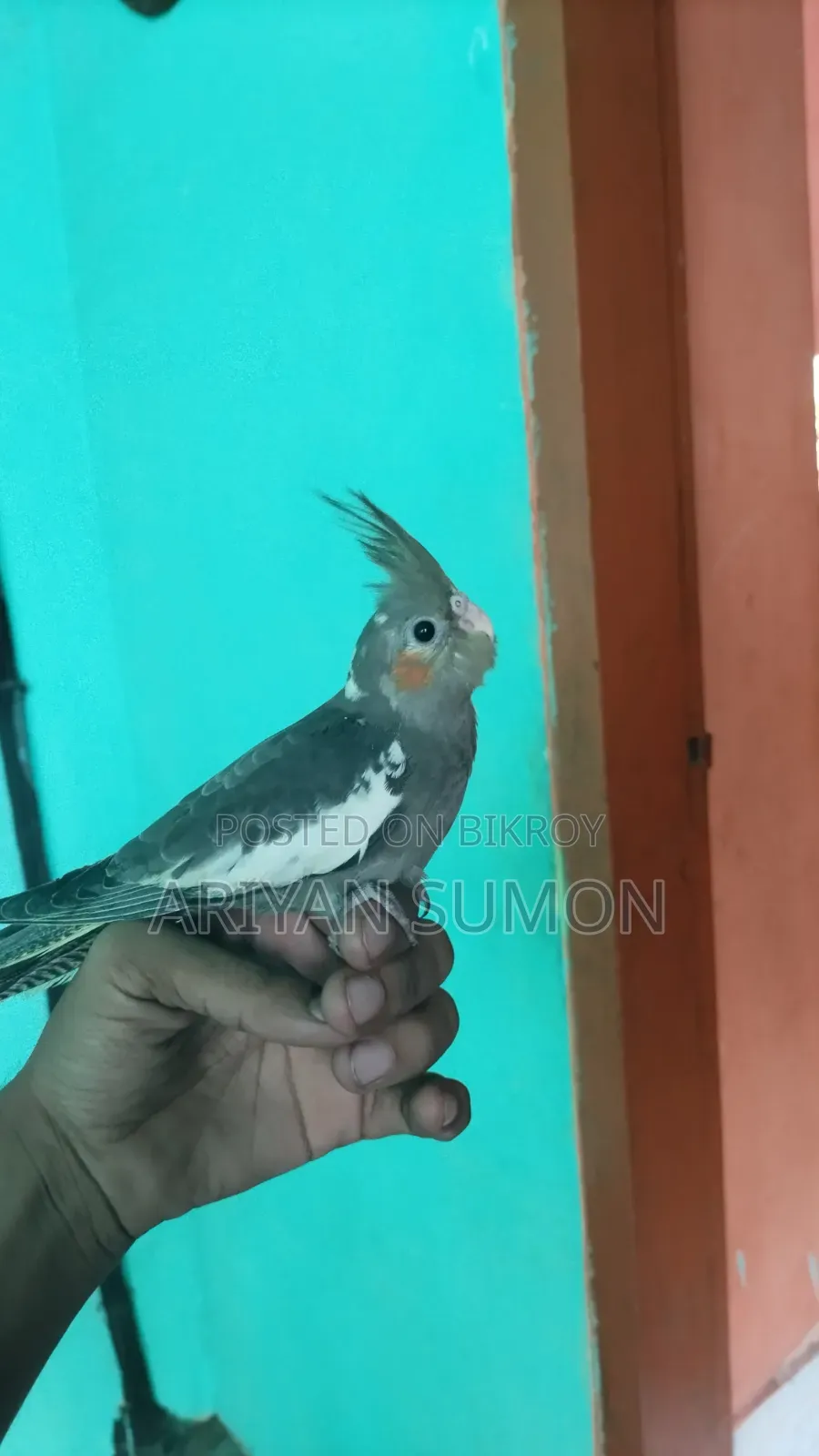 Lutino Fully Adult Female, কেউ দামাদামি করবেন না