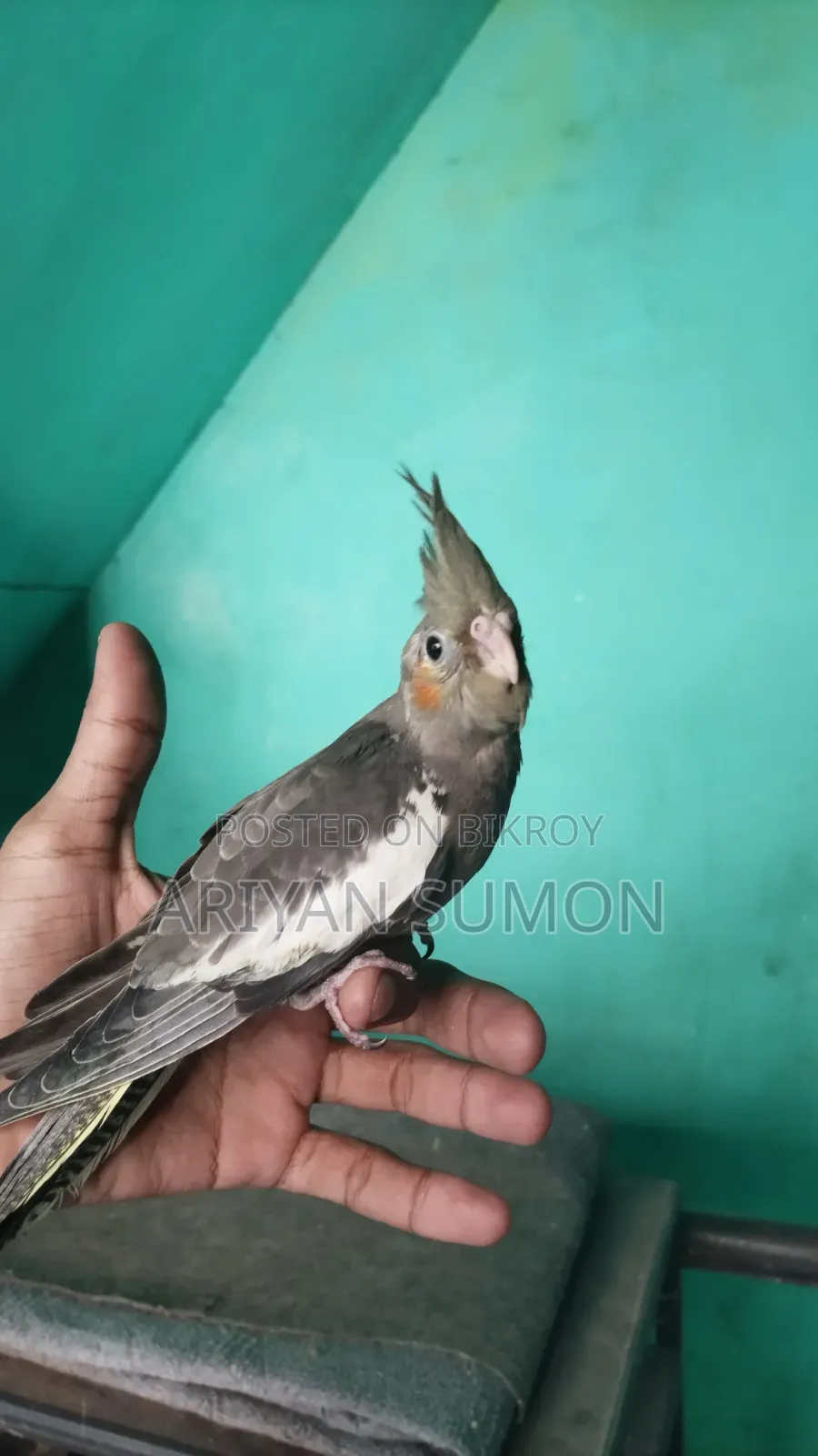 Lutino Fully Adult Female, কেউ দামাদামি করবেন না