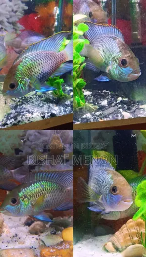 Electric Blue Acara