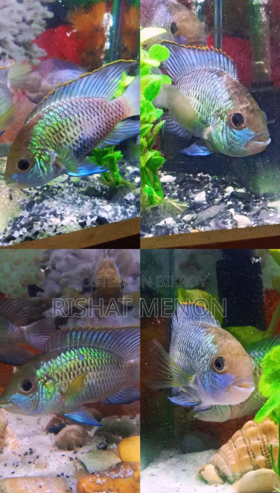 Electric Blue Acara