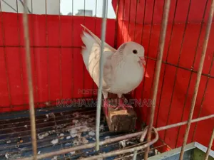 মাদি কবুতর