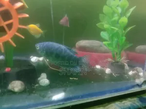 Gorami Fish Big Size