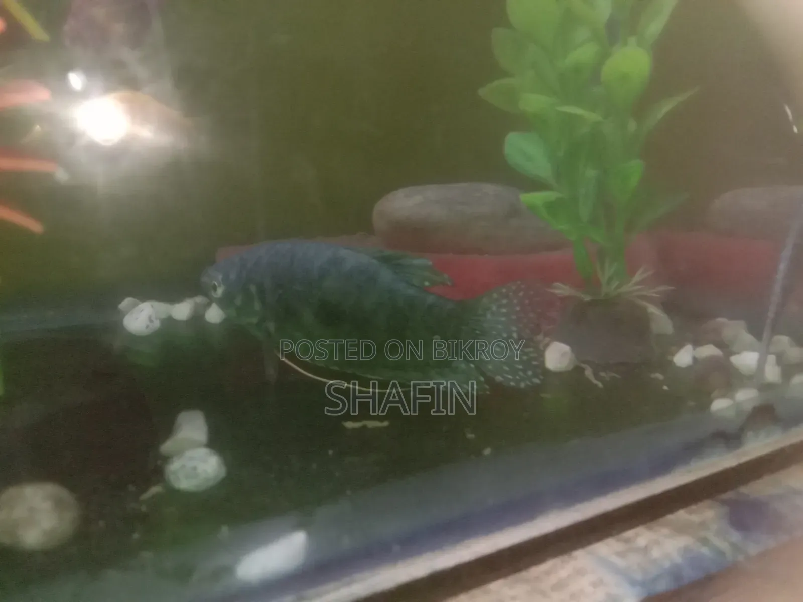 Gorami Fish Big Size