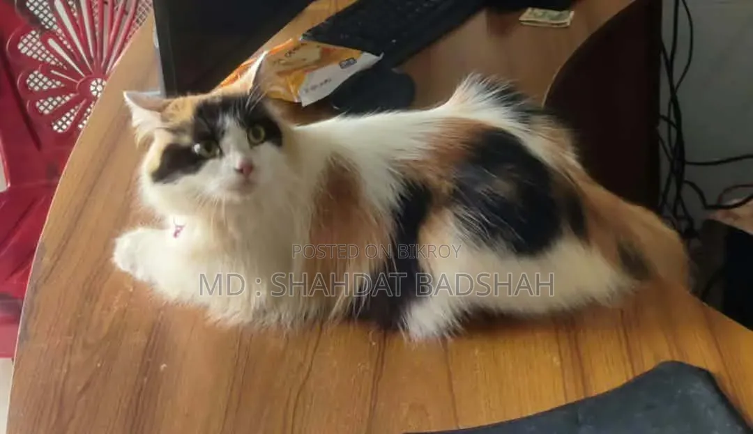 ৬-১২ মাসের ফিমেল পিওরব্রেড পার্সিয়ান