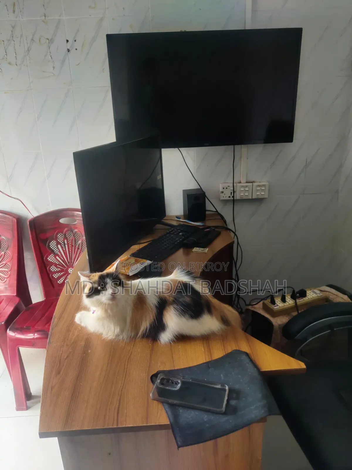 ৬-১২ মাসের ফিমেল পিওরব্রেড পার্সিয়ান