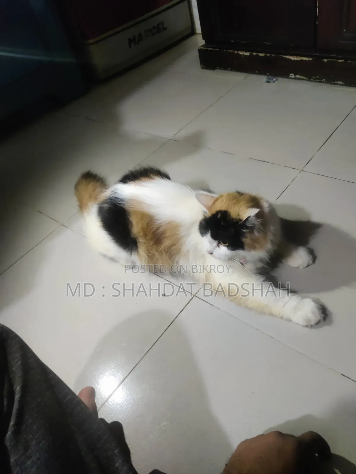 ৬-১২ মাসের ফিমেল পিওরব্রেড পার্সিয়ান