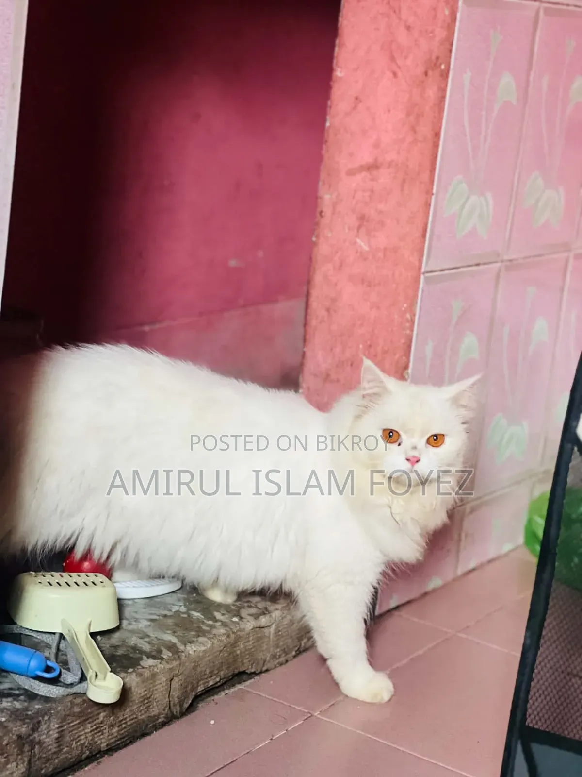 ৬-১২ মাস বয়সী মাদী পিওরব্রেড পার্সিয়ান বিড়াল