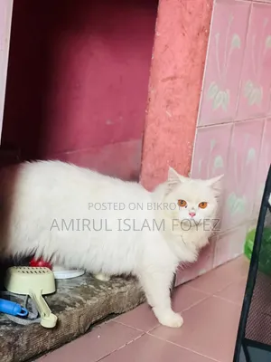 ৬-১২ মাস বয়সী মাদী পিওরব্রেড পার্সিয়ান বিড়াল