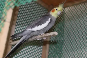 পাখি বিক্রয়