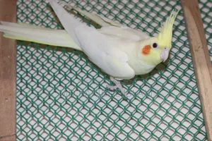 পাখি বিক্রয়