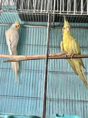 হেভি পার্ল ফিমেল