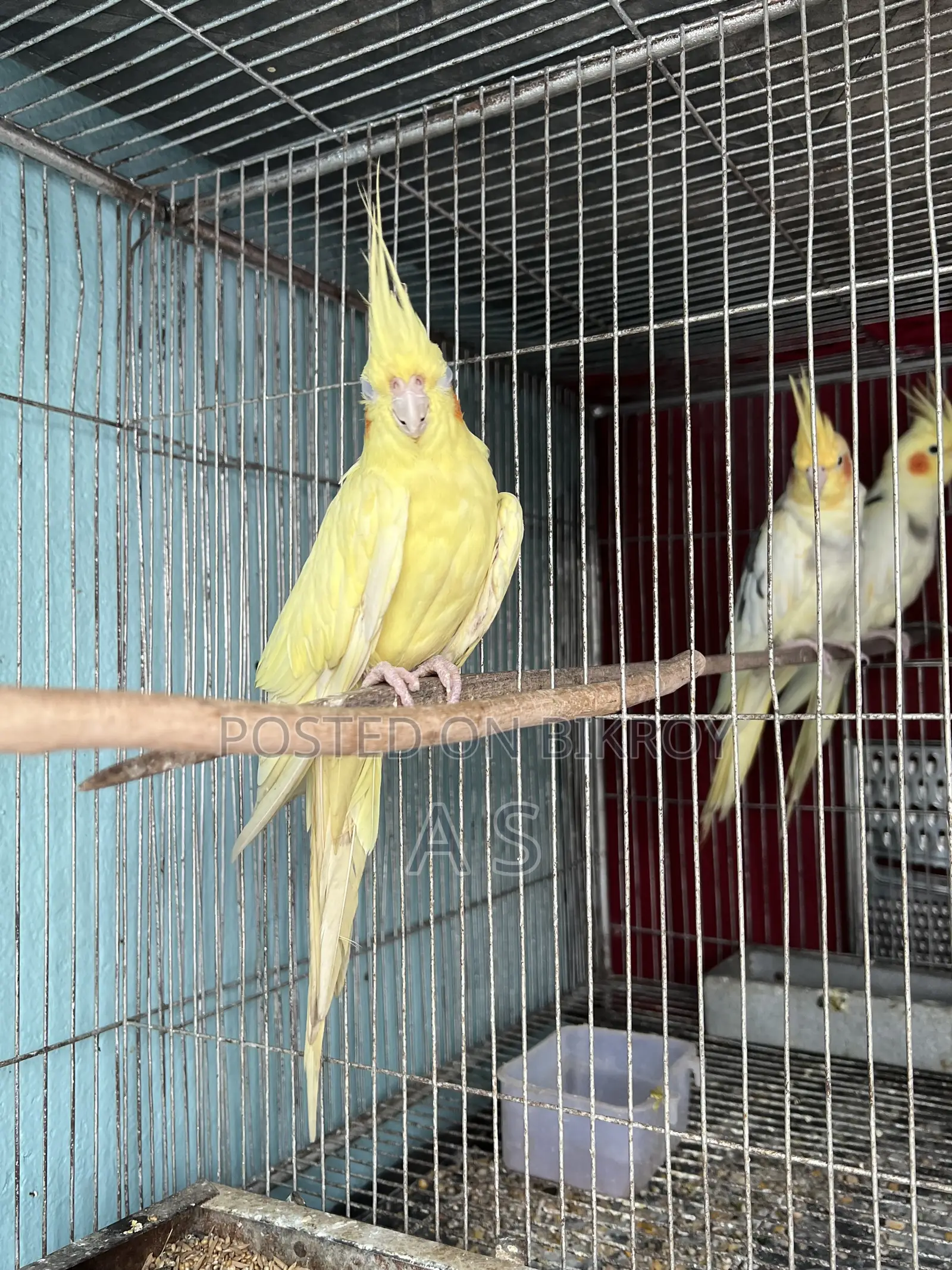 হেভি পার্ল ফিমেল