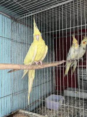 হেভি পার্ল ফিমেল
