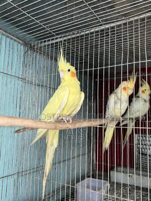 হেভি পার্ল ফিমেল