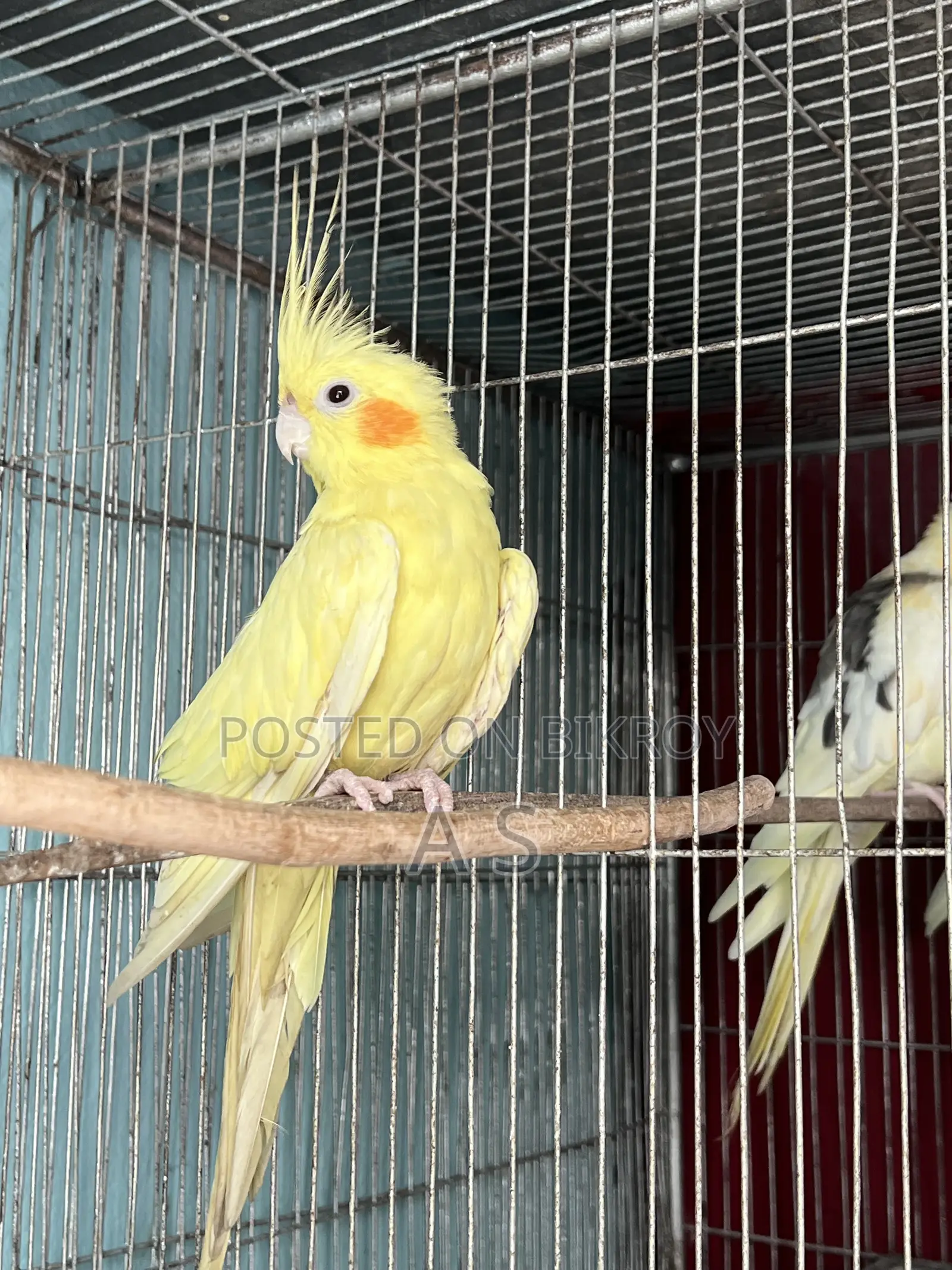 হেভি পার্ল ফিমেল