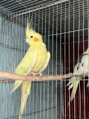হেভি পার্ল ফিমেল