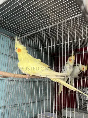 হেভি পার্ল ফিমেল