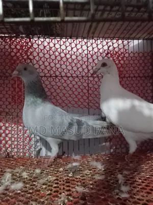রেসার হুমার রানি