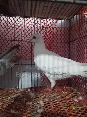 রেসার হুমার রানি