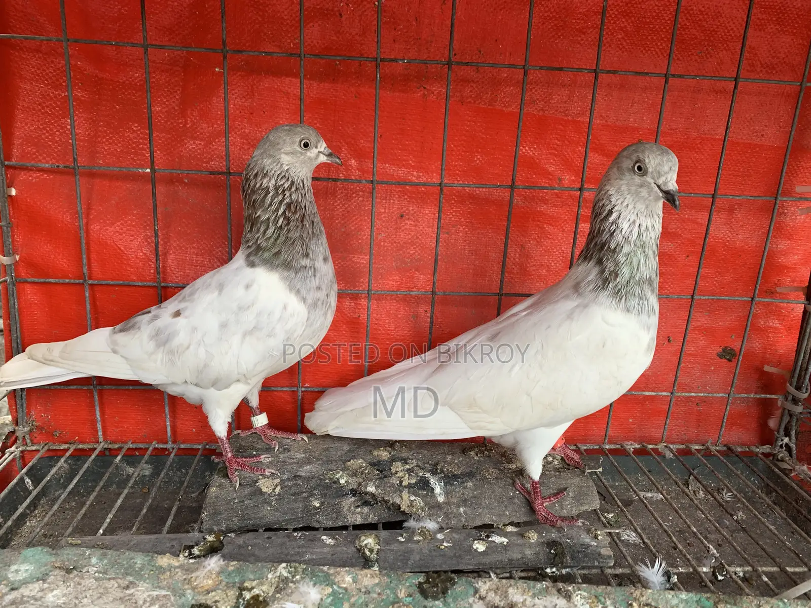 বেনারস কবুতর.