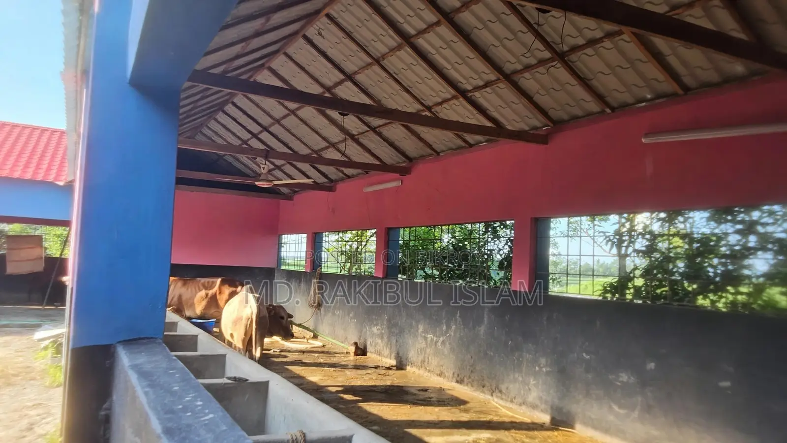 Ullapara Lahiri Mohanpur 31 Decimal Farm Land 60 Cow Shed River Side