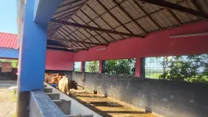 Ullapara Lahiri Mohanpur 31 Decimal Farm Land 60 Cow Shed River Side