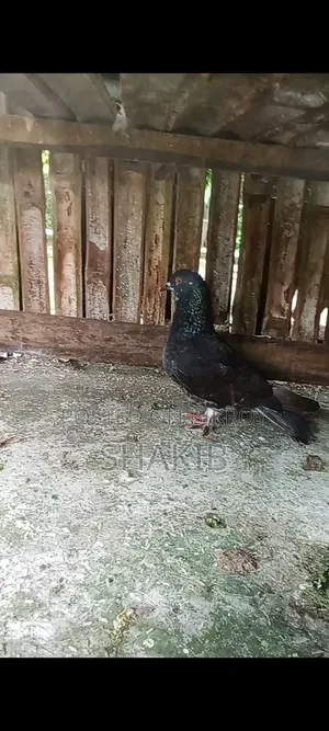 দেশি মাদি কবুতর
