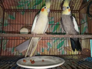 রানিং পাখি বিক্রি হবে