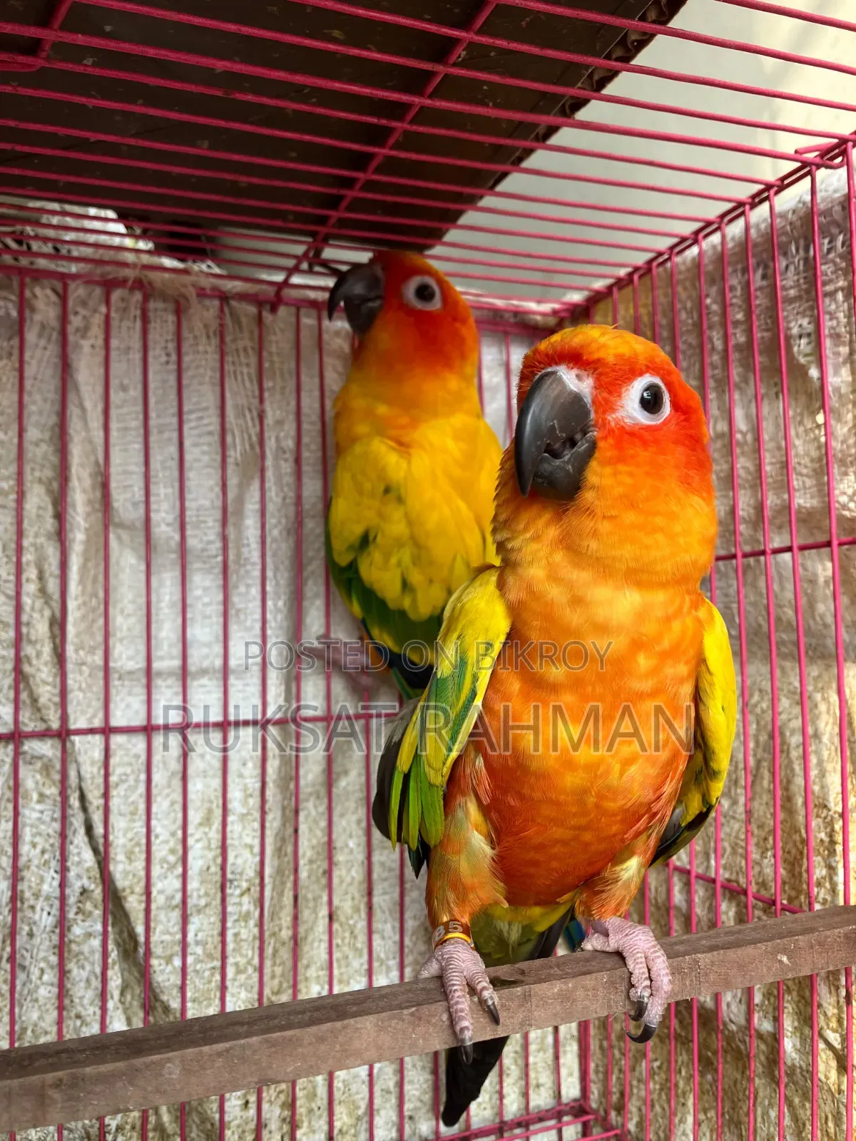 রেড ডমিন্যান্ট সান কনুরের জোড়া