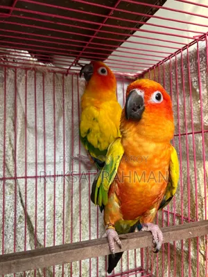 রেড ডমিন্যান্ট সান কনুরের জোড়া