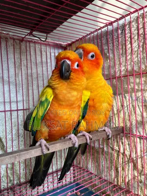 রেড ডমিন্যান্ট সান কনুরের জোড়া