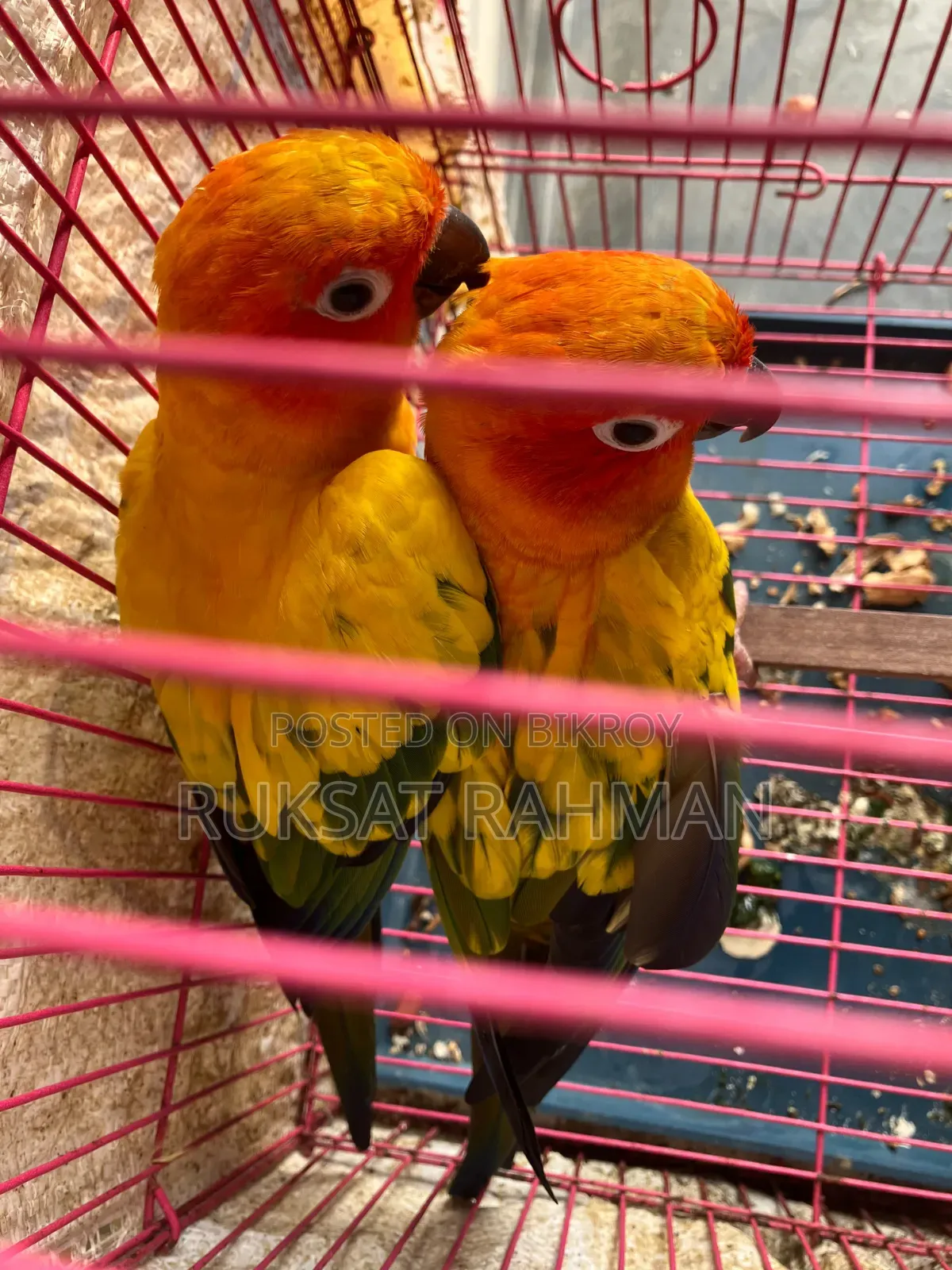 রেড ডমিন্যান্ট সান কনুরের জোড়া